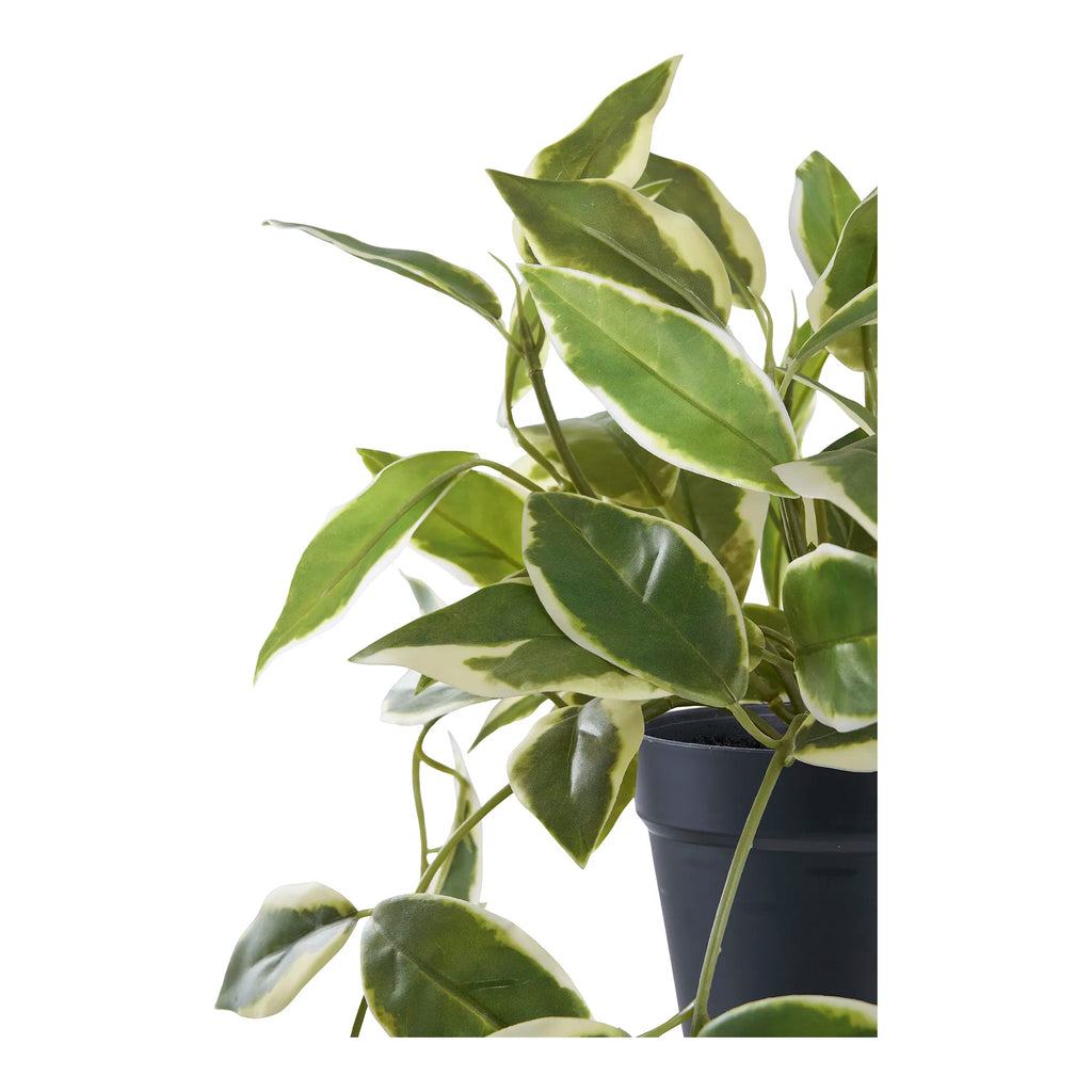Hoya carnosa konstväxt – grön