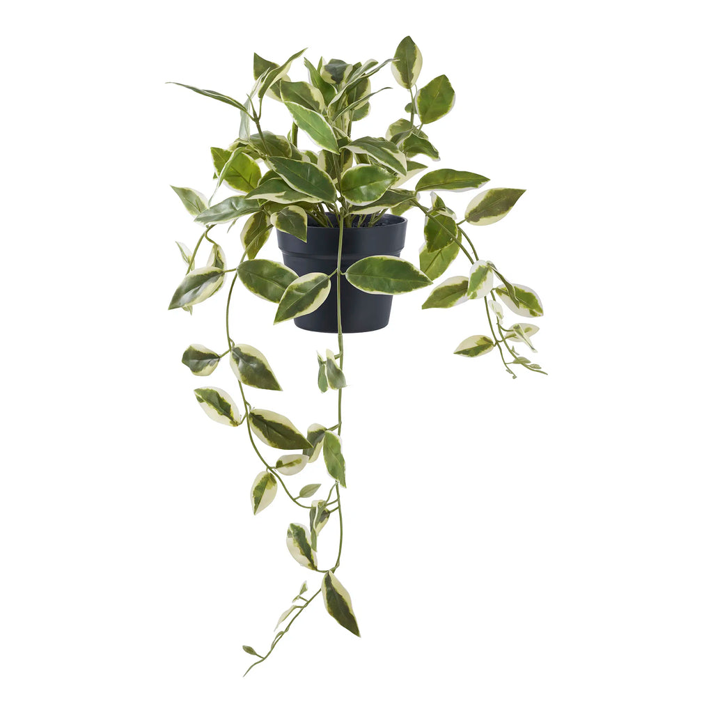 Hoya carnosa konstväxt – grön