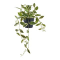 Hoya carnosa konstväxt – grön