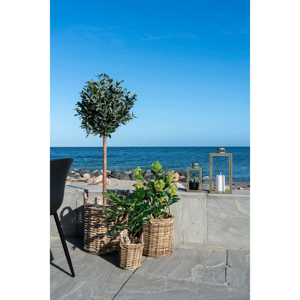 Skimmia konstväxt – grön